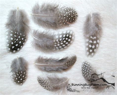 Natural Grey Feathers With White Polka Dots Or Spots Cruelty Free