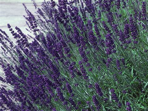 Hidcote Blue Lavender Herb Live Plant 3 Pot