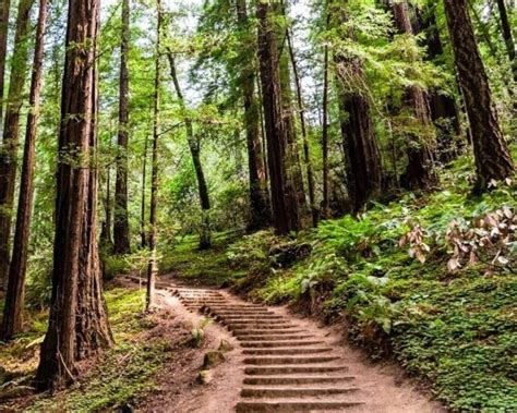 Hiking in Michigan: 11 BEST Scenic Hiking Trails to Wander in 2022