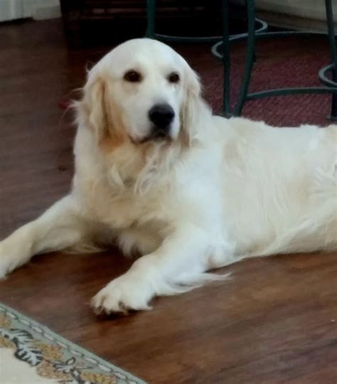 Looking for a puppy or dog in ohio? GoldWynns English Cream Golden Retriever - Puppies For Sale