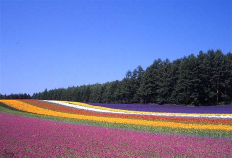 Fields Of Flowers Discountedlife