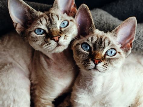 Devon Rex Cat Breed Guide Spot®