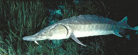 Sturgeon is the common name for any of the anadromous and freshwater fish comprising the family acipenseridae of the order acipenseriformes of the class actinopterygii, characterized by an elongated body, largely cartilaginous skeleton. Sturgeon: Dinosaurs in the Hudson River? - NAMEPA