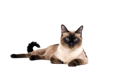 Siamese Cat Breed Complete Guide Az Animals