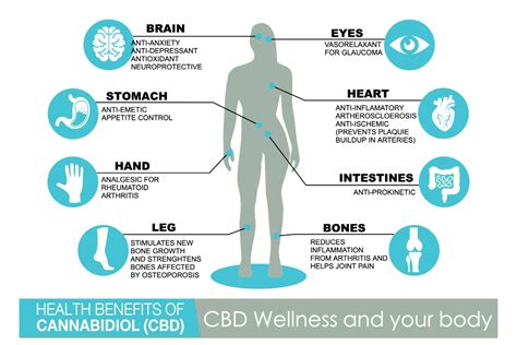 Which system interactions are dependent on the plant's ability to respond to the direction of light? How Does CBD Work? Learn About The Health Benefits of CBD ...