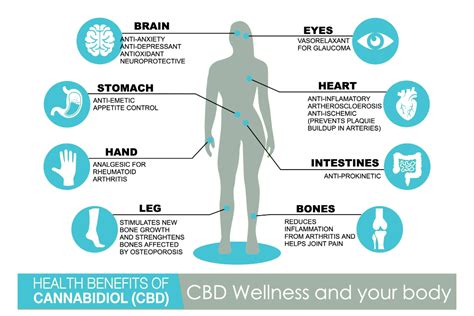 Which statement describes what will most likely occur in the rabbit population due to the introduction of the predator? How Does CBD Work? Learn About The Health Benefits of CBD ...