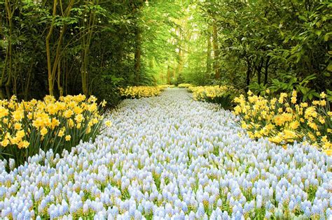 Flowers In The Forest Hd Wallpaper Background Image