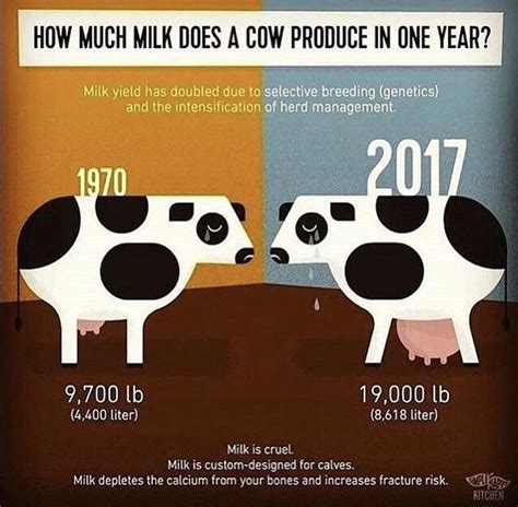 How Much Milk Do Dairy Cows Produce Per Day About Agric