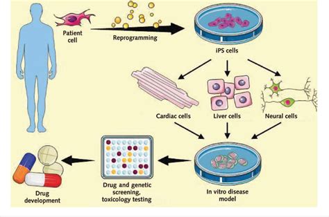 Promises And Challenges Of Stem Cell Research For Regenerative Medicine