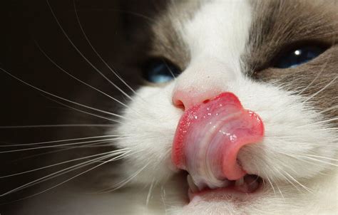 Why Do Cats Have Rough Tongues Facts Uses And Implications Pet Keen