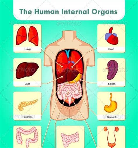 Lower Back Internal Organs Human Body Organs Diagram From The Back