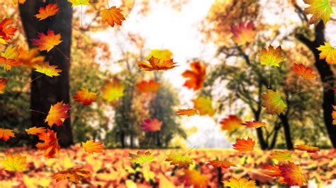 Autumn Leaf Changes And Conditions That Effect Fall Tree Color