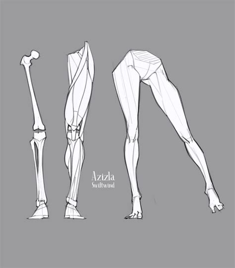 Three Different Views Of The Legs And Leg Muscles