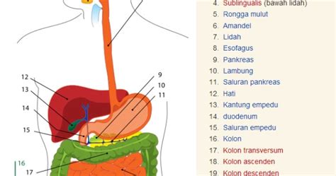 Sistem Pencernaan Manusia Science For Elementary School