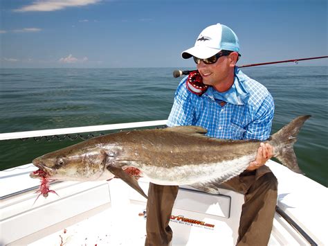 Chesapeake Bay Fly Fishing Guide For Cobia Fishing Guide Fly Fishing