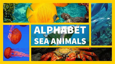 Alphabet Sea Animals Learn Abc Alphabet Phonics Sound