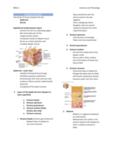 Solution Anatomy And Physiology Chapter 4 Skin And Body Membrane