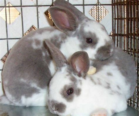 The Rex Rabbit Bunny Breed Guide Pethelpful