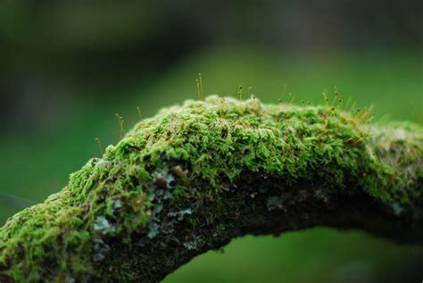2560x1440 Wallpaper Close Up Photography Of Green Moss Peakpx
