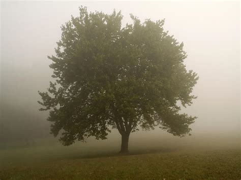 Misty Morning Tree By Andrew Kazmierski