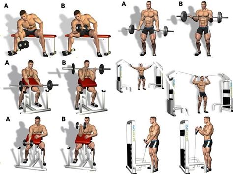 Bicep Workout Program To Guarantee The Biggest Biceps Best Bicep