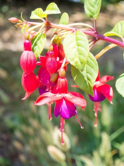 Fuchsia Flowers Stock Image Image Of Floral Nature 70121227