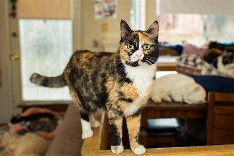 10 Fun Facts About Calico Cats Petsoid