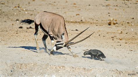 A Honey Badger Charges An Oryx In Etosha National Park In Namibia In