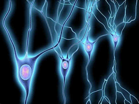 Nerve Cells Photograph By Alfred Pasiekascience Photo Library Fine