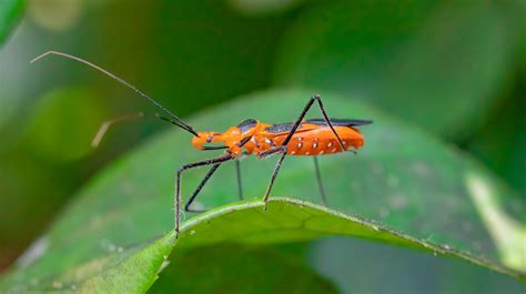 What Is An Assassin Bug And How Are They Good For Your Garden