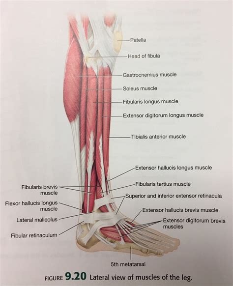 Lab Practical 1 Lateral Muscles Of The Leg Diagram Quizlet