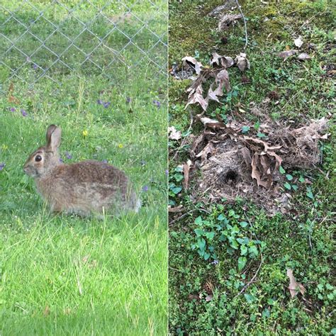 Our Wild Rabbit Just Made Her Nest In Our Yard Rabbits