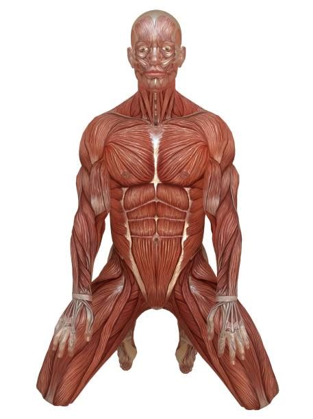 Human muscle system, the muscles of the human body that work the skeletal system, that are under muscles names can actually be used as a short cut to learn a muscle's location, shape and it's muscle names are actually quite interesting. Royalty Free Human Muscle Pictures, Images and Stock ...