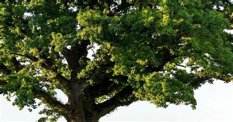Look for an acorn to plant in early autumn, germinate it, and start it in a container. How to grow and care for oak trees | lovethegarden
