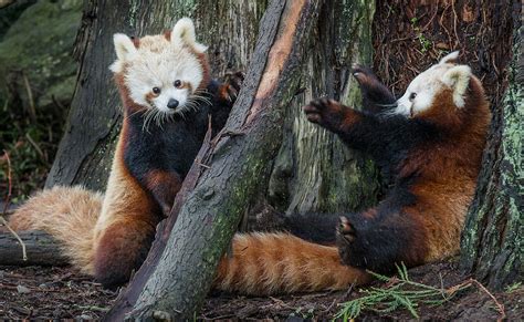 Red Panda Cubs At Play Photograph By Greg Nyquist Pixels