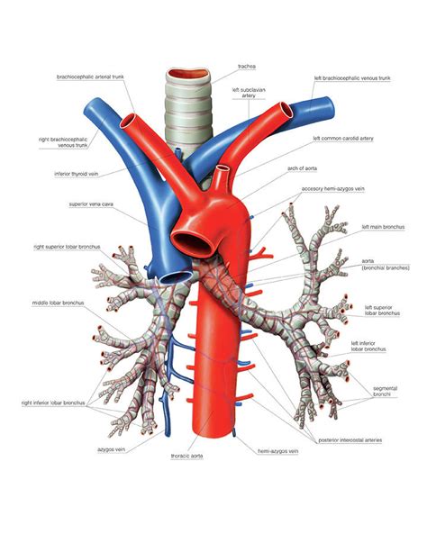 Trachea And Bronchi Photograph By Asklepios Medical Atlas The Best Porn Website