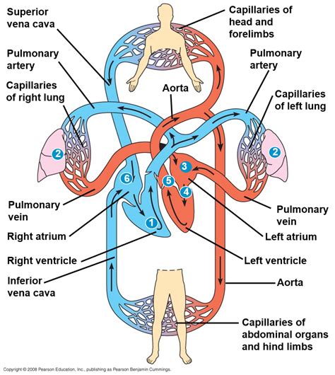 The Mammalian Circulatory System Differs From All Other Types Of