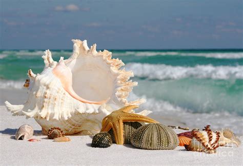 Beautiful Sea Shell On Sand Photograph By Boon Mee Pixels