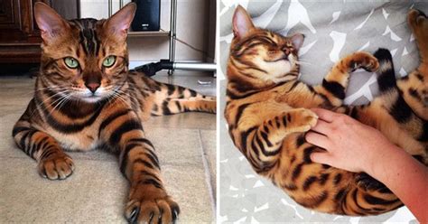 30 Fabulous Bengal Cat Photos That Look Like Tigers Cats Catbreeds