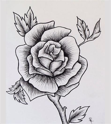 18 Rose Drawings Free Psd Vector Ai Eps Format Download