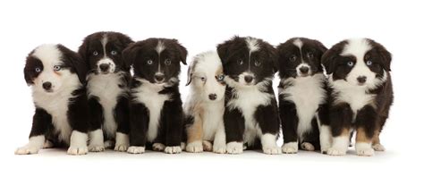 By eight weeks old, your puppy will… Seven Mini American Shepherd Puppies Photograph by Mark Taylor