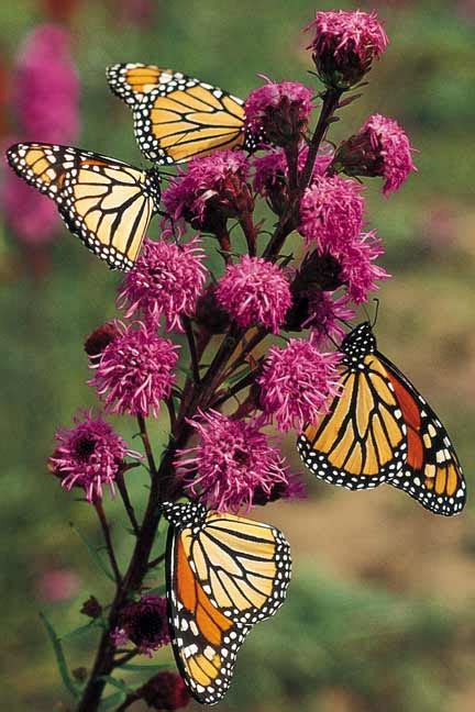 It attracts butterflies and tolerates heat. Butterfly Gardens