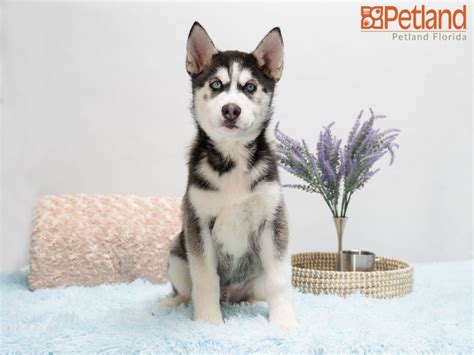 Pictures of baby siberian huskies together shows what a strong bond these wonderful dogs have for their family. Petland Florida has Siberian Husky puppies for sale! Check out all our available puppies! # ...
