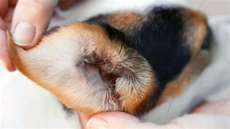 4 Tips To Safely Clean Your Dogs Ears Pinnacle Pet