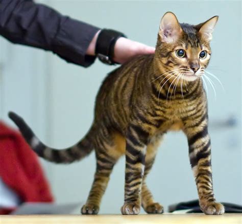 Get To Know The Toyger A Wild Look But A Tame Temperament Catster