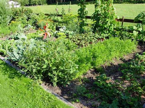 How To Start Organic Backyard Gardening A Step By Step Guide For Beginners