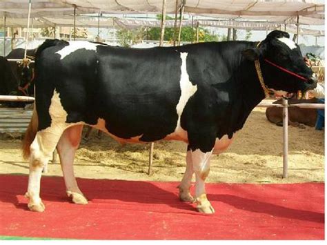 Male Cow By Gupta Dairy Karnal Haryana Male Cow Inr 30 K Pieces