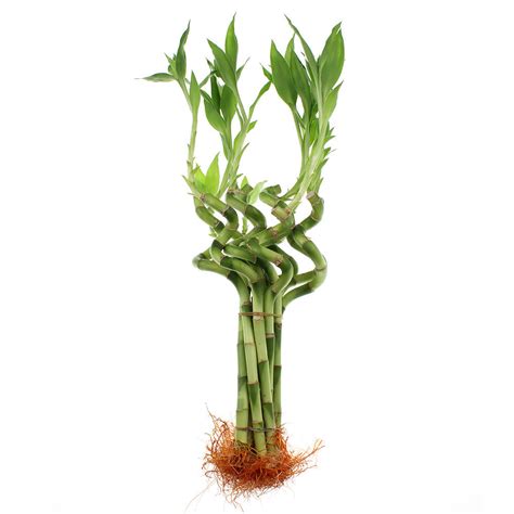 8 Spiral Lucky Bamboo Live Indoor Plant Pack Of 10 Nw Wholesaler