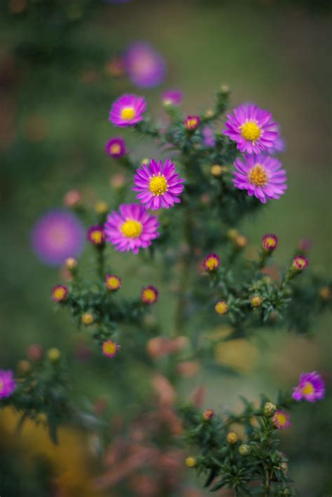 Little Flowers 2 Smc Takumar 50mm 14 Sorin Mutu Flickr