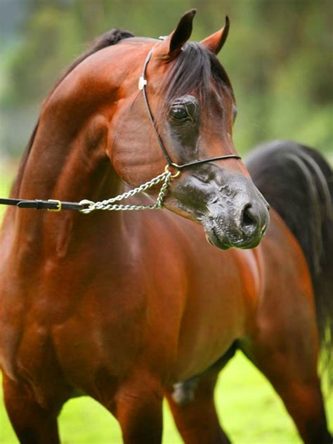Egyptian Arabian Horses Santa Cecilia Arabian Beauty Horse World